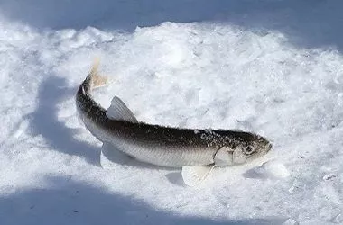 Зимняя рыбалка на Сахалине